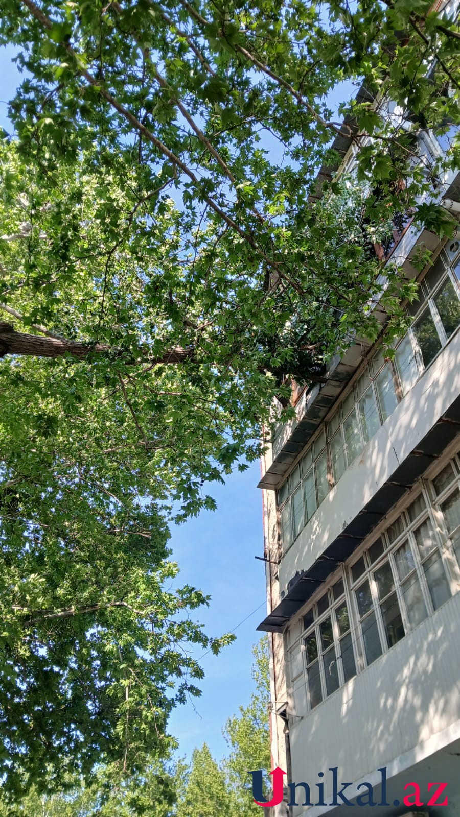 Mingəçevirdə külək ağacları aşırdı - FOTOLAR